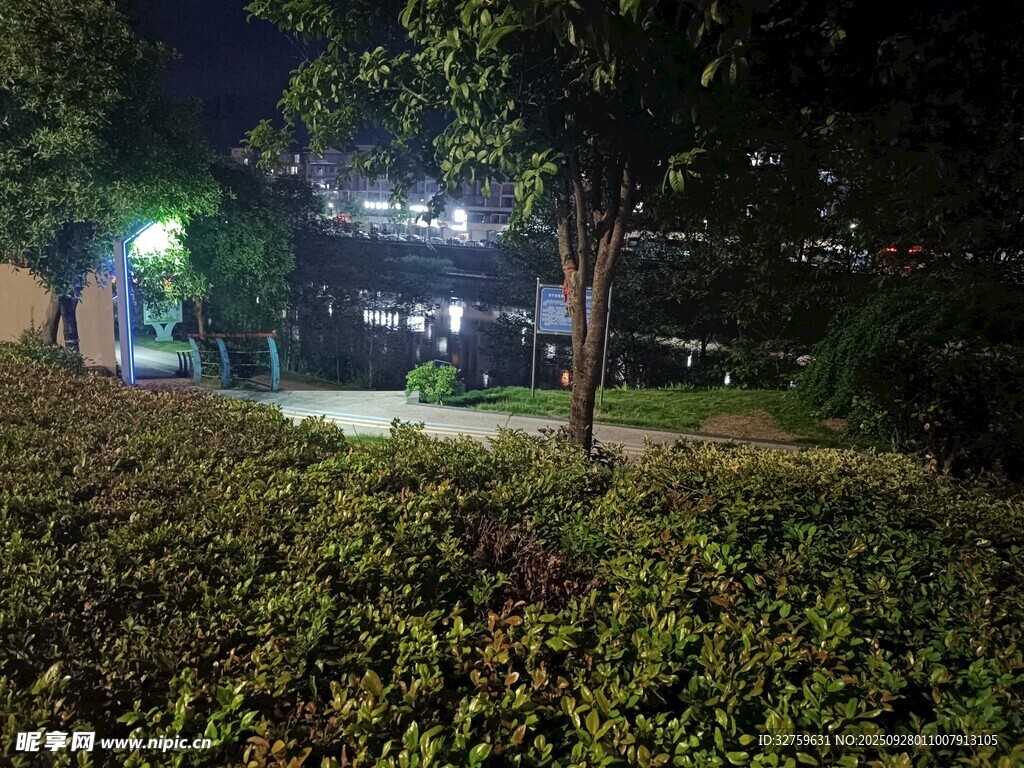 夜晚校園綠植旁的燈光景象