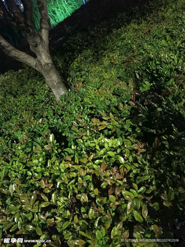 夜晚樹(shù)下的繁茂綠植