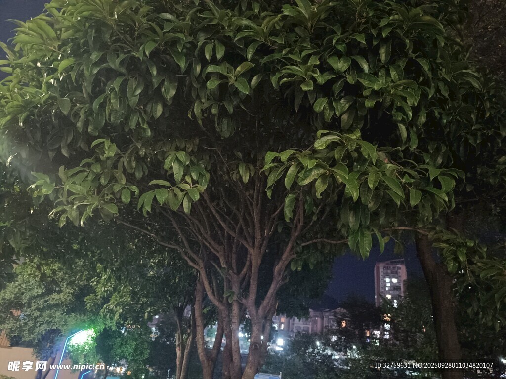 夜晚繁茂綠樹景觀