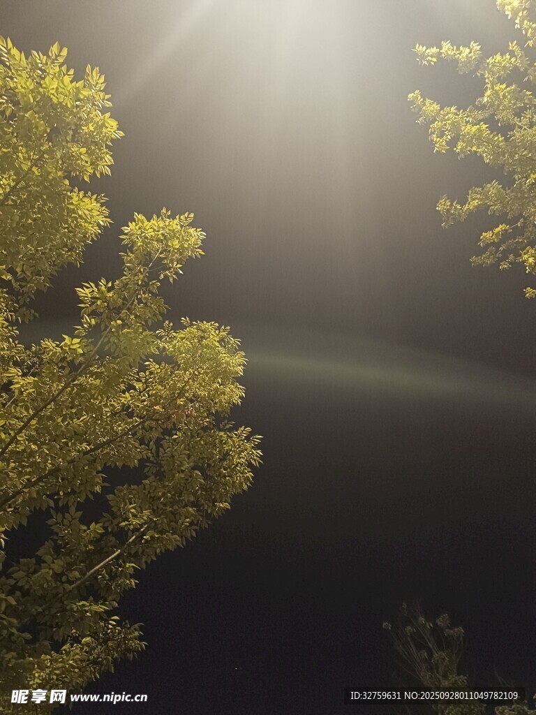 陽光透過樹葉灑下的美景