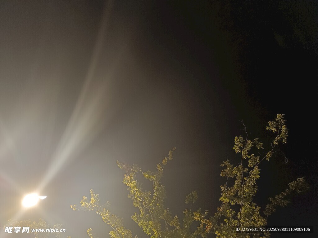 夜空中的光束與朦朧植物