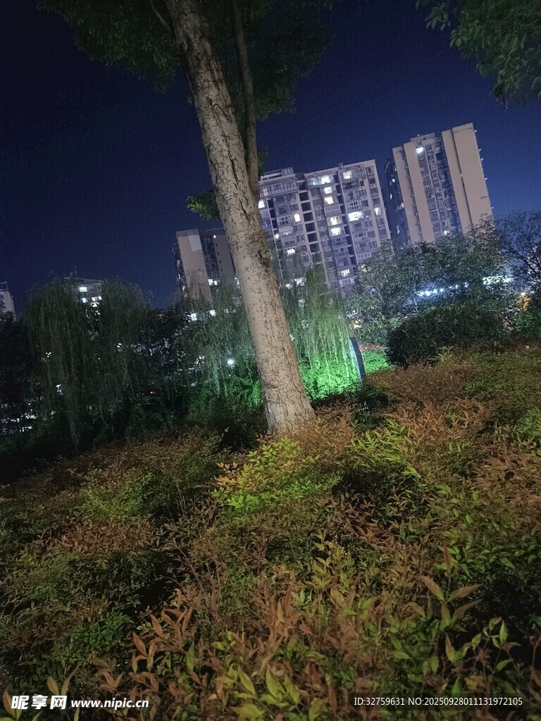 城市夜景下的綠植與高樓