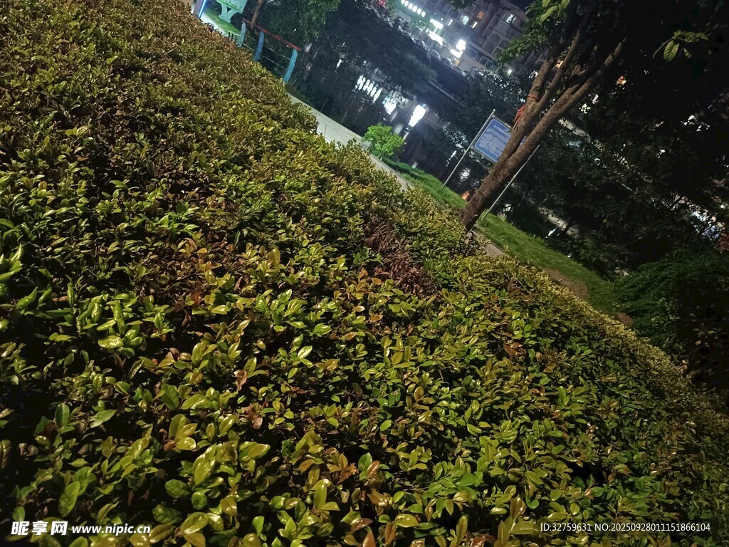 夜晚綠植景觀