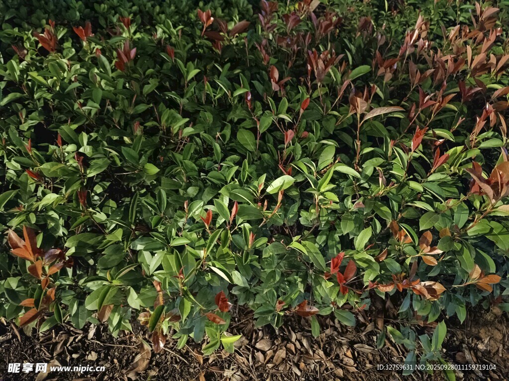 綠葉紅果植物景觀