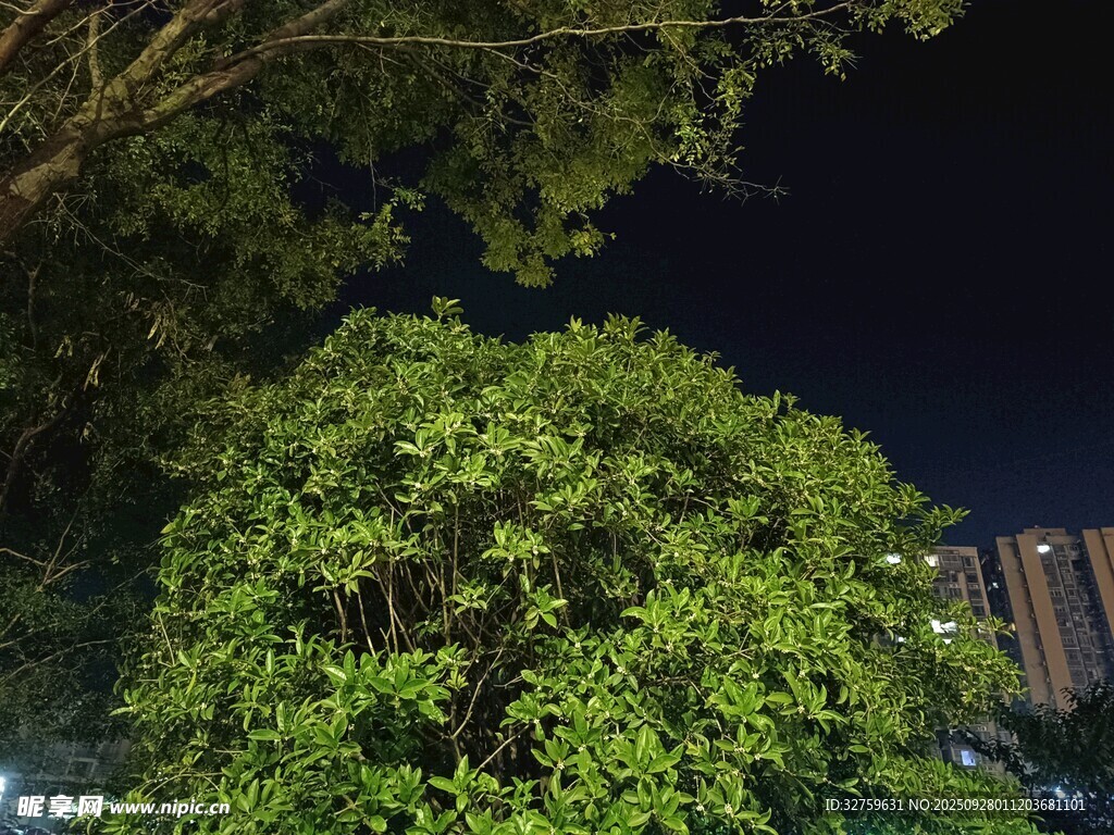 夜晚蔥郁樹木景觀
