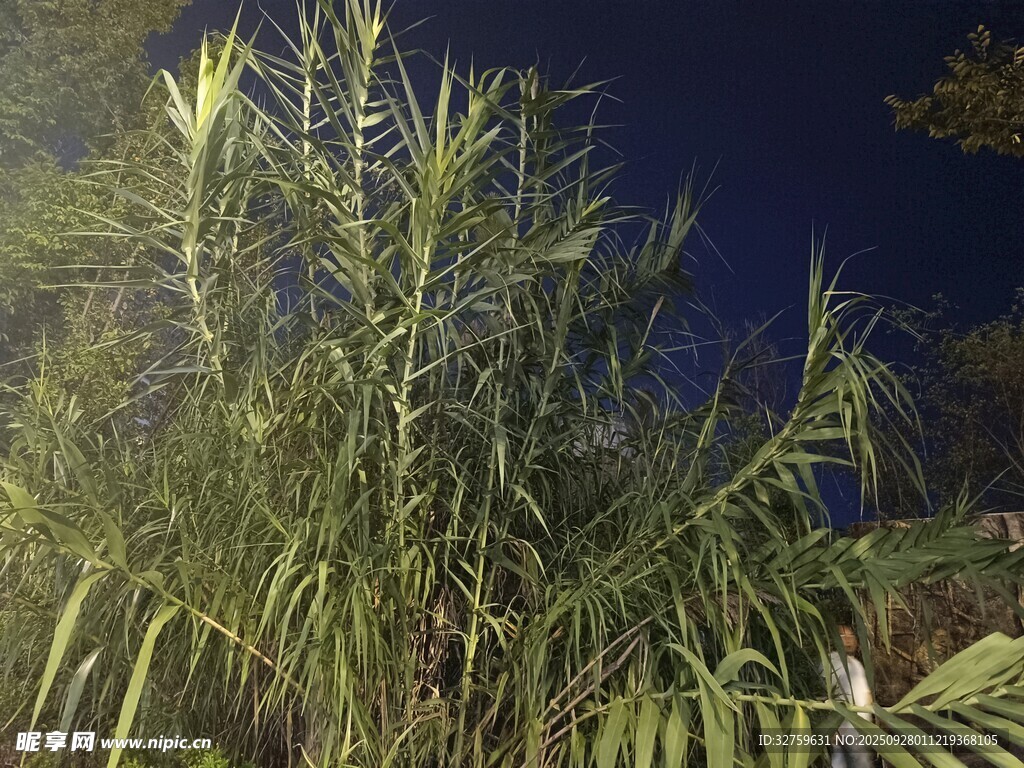 夜間的綠色植物景觀
