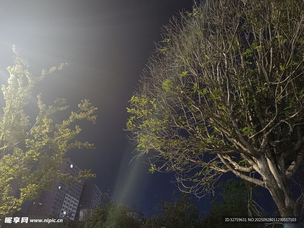 夜空中光禿樹木與亮光