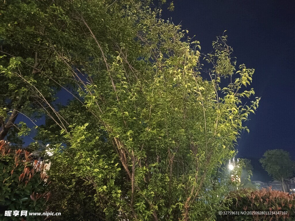 夜晚綠植景致