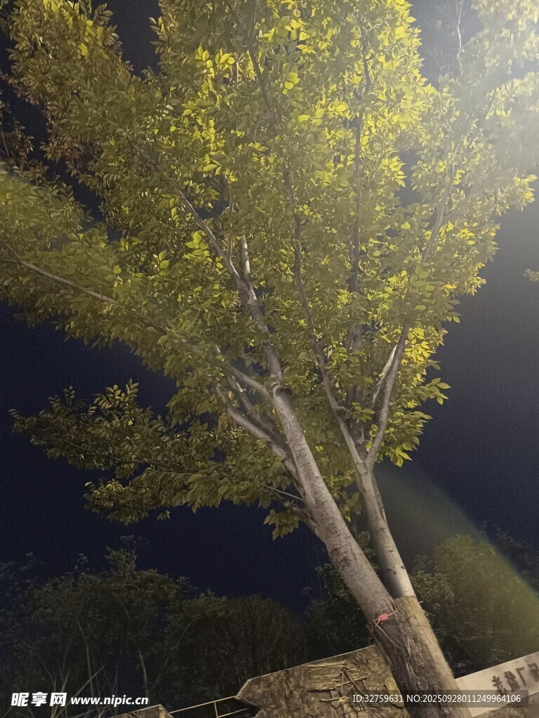 夜晚中的挺拔樹(shù)木