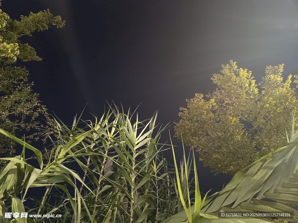 夜間綠植景觀
