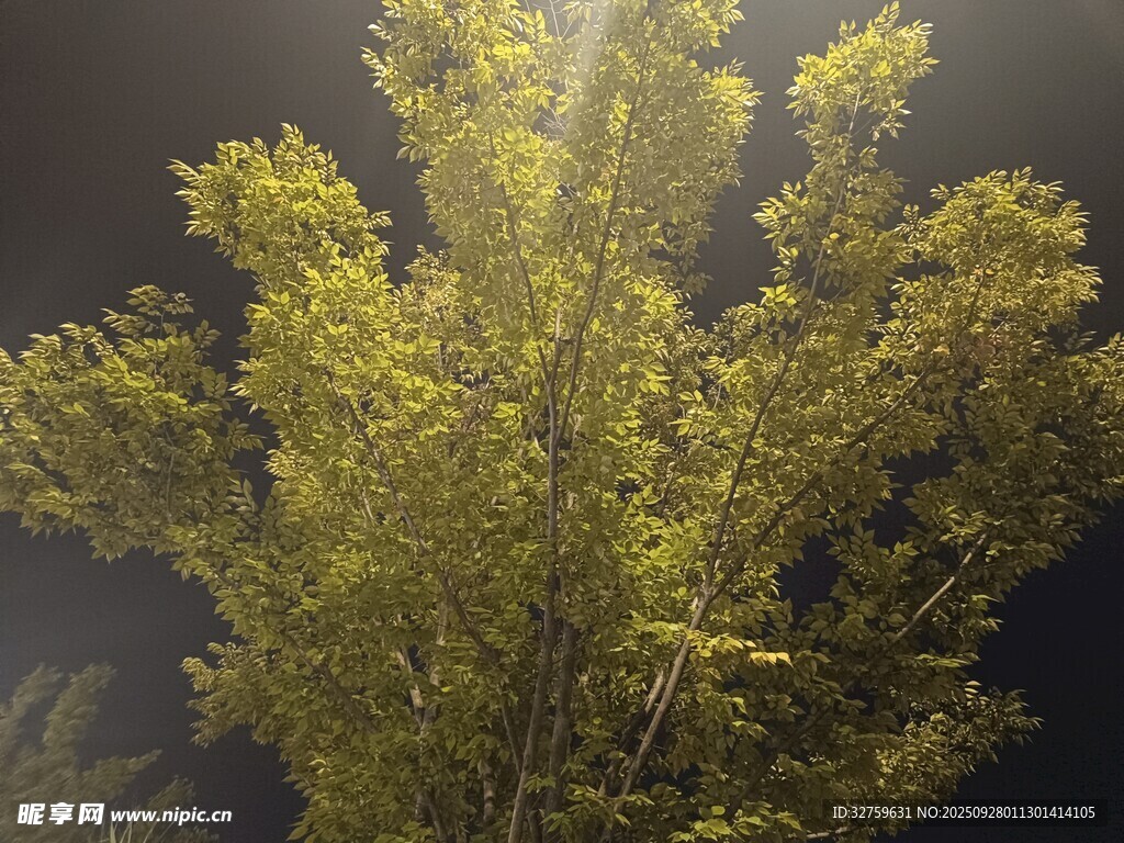 夜幕下閃耀光芒的綠樹