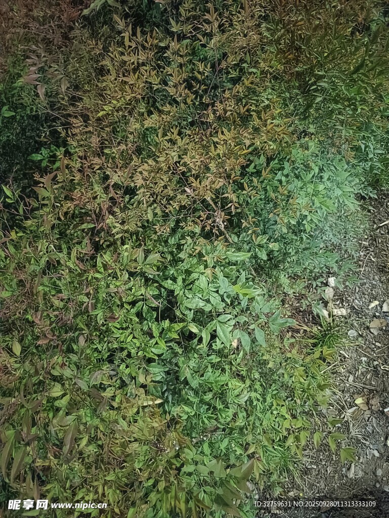 地面綠植景象