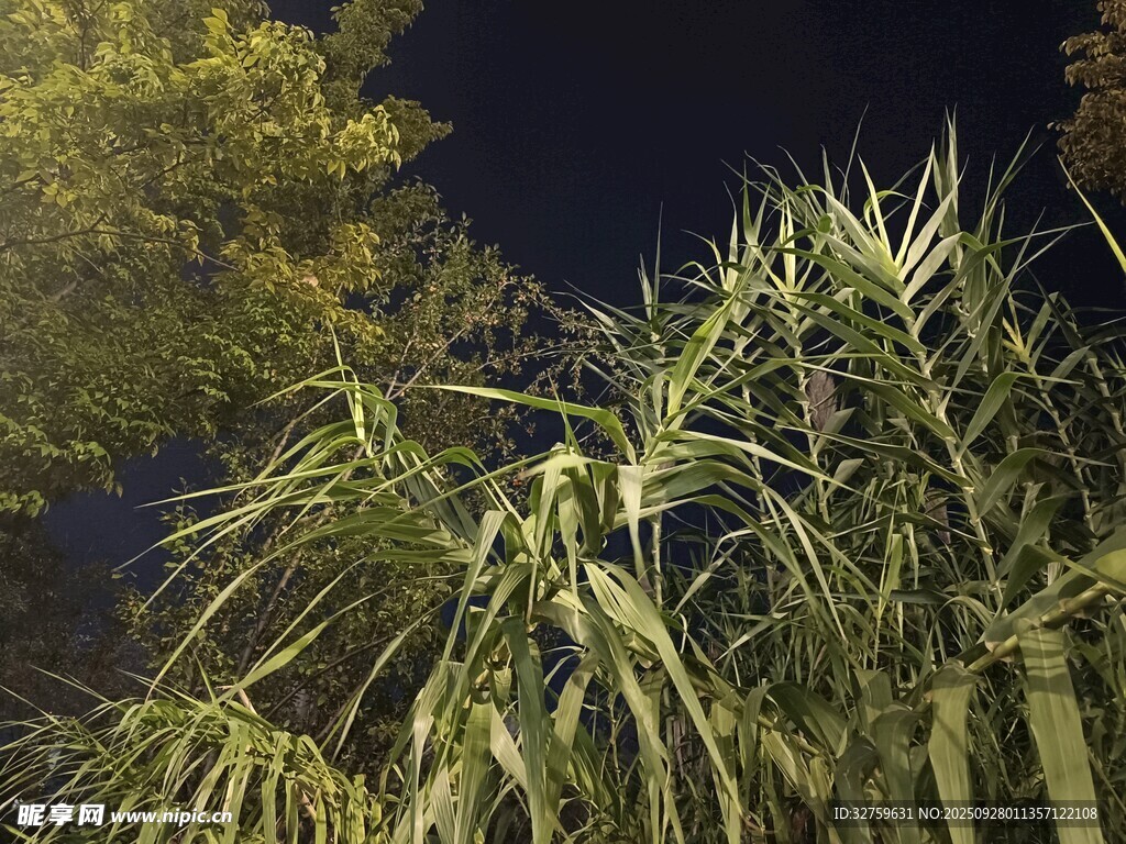 夜間搖曳的翠綠植物