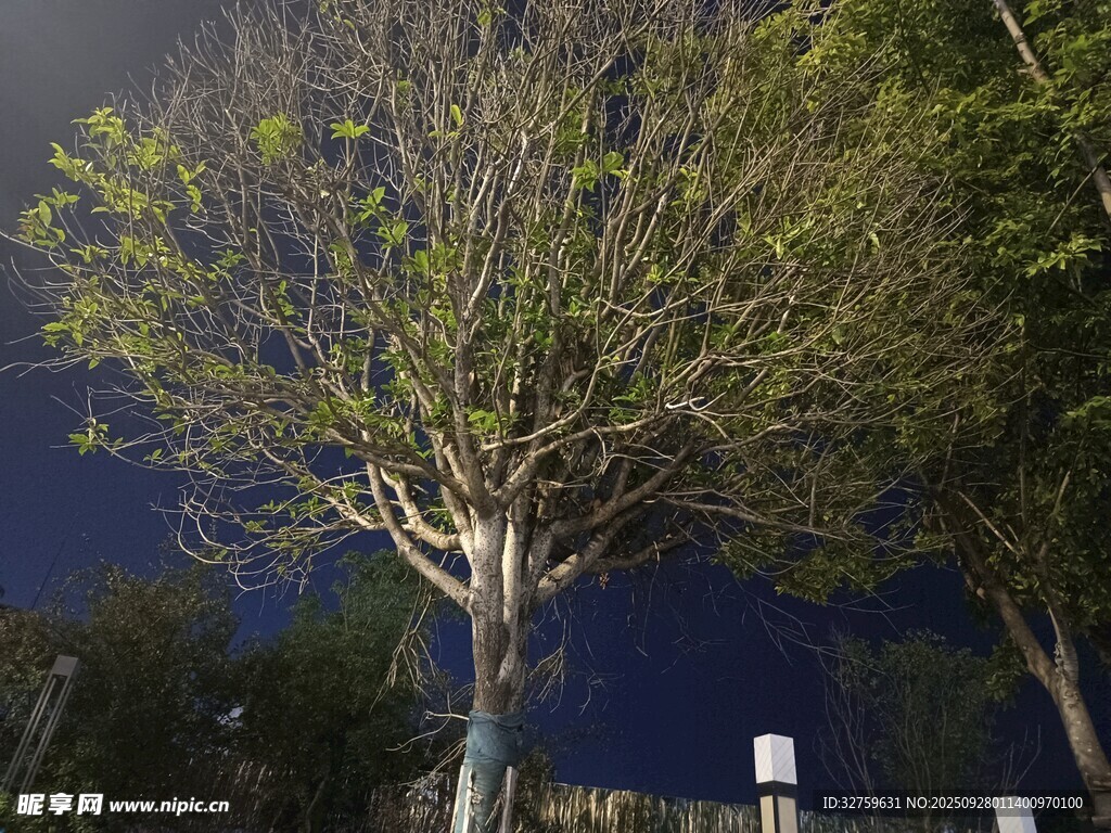 夜幕下的樹木景觀