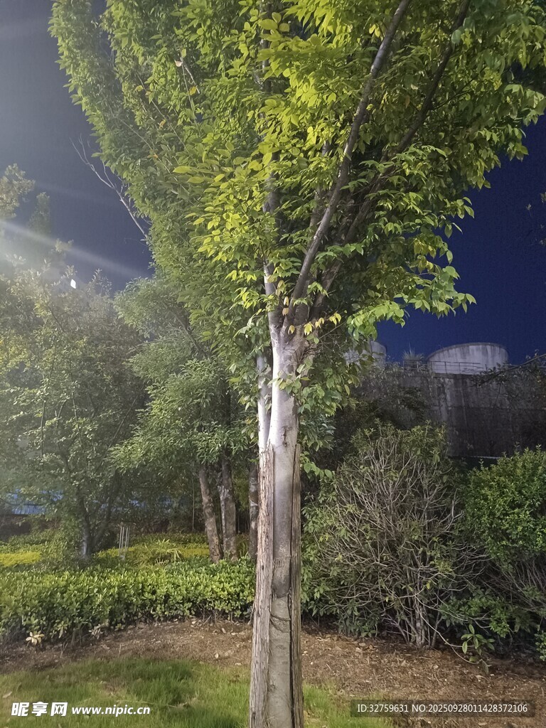 夜幕下的綠樹(shù)景觀