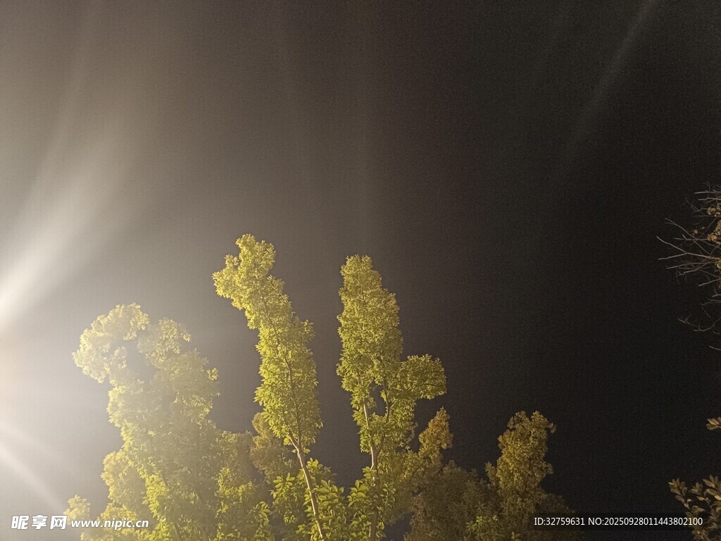 夜中閃耀的金黃植物