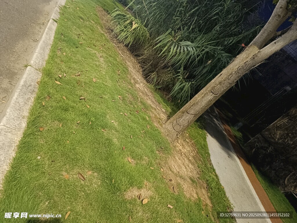 路邊翠綠草地與樹木