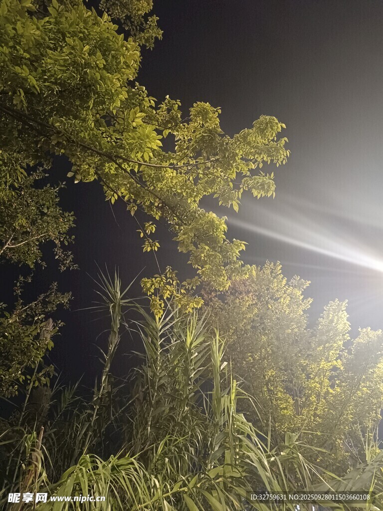 夜中林間光束穿透綠植