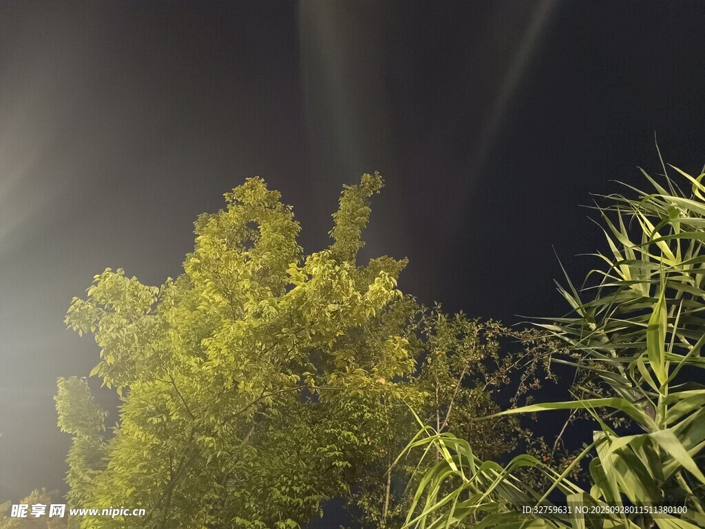 夜晚中的蔥郁綠植