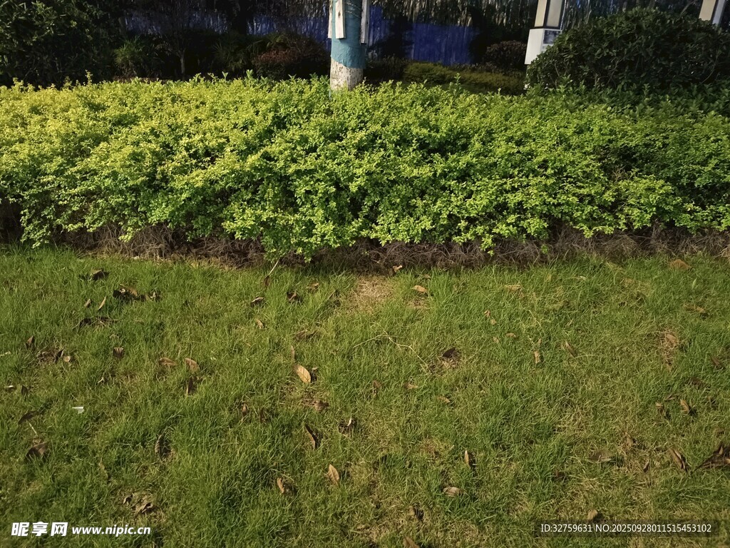綠意盎然的草坪與灌木叢