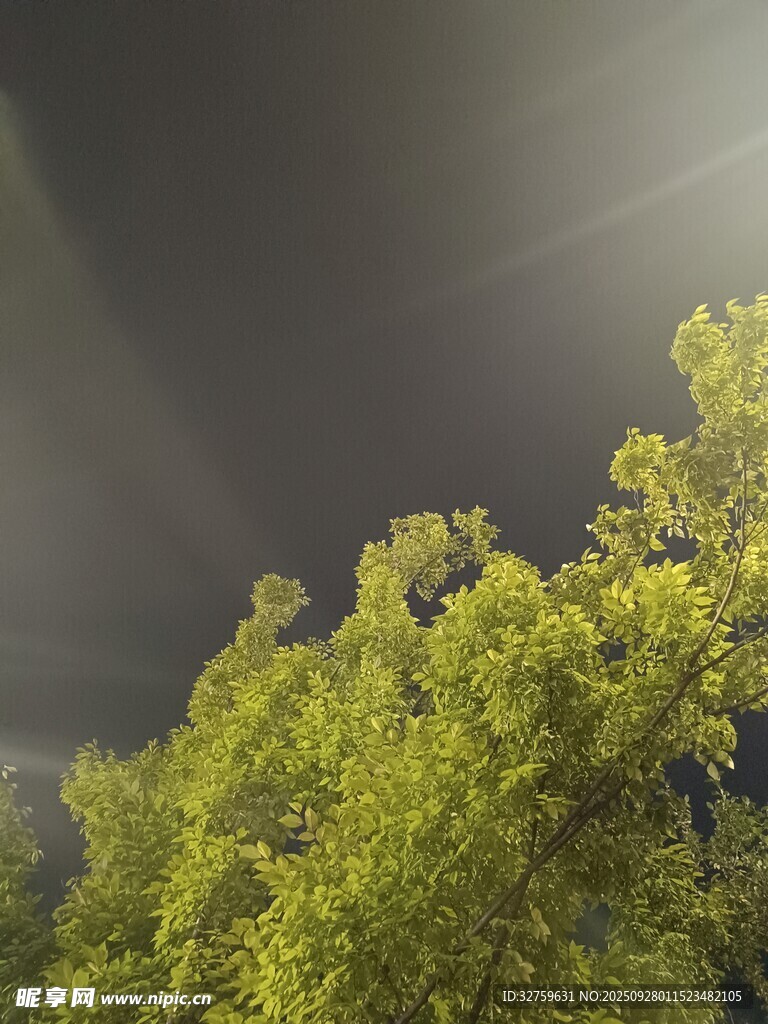陽光穿透樹梢的綠意景象