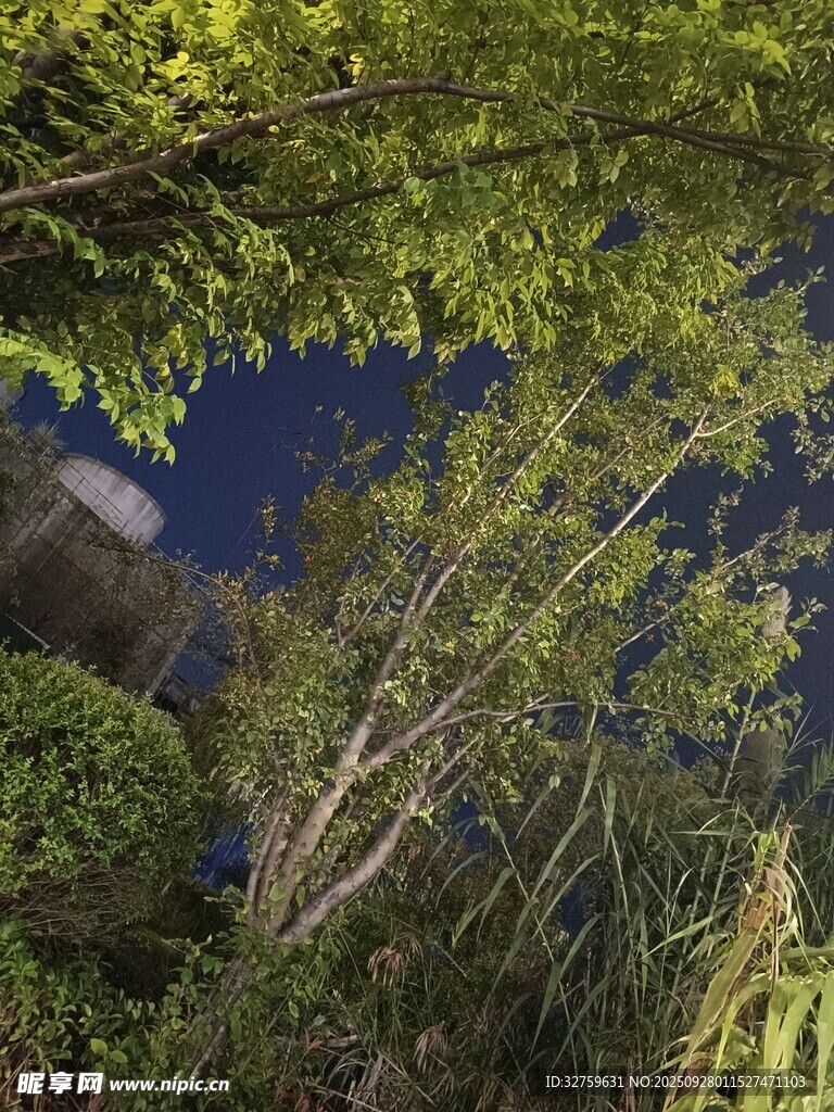 河畔綠樹成蔭的靜謐景致