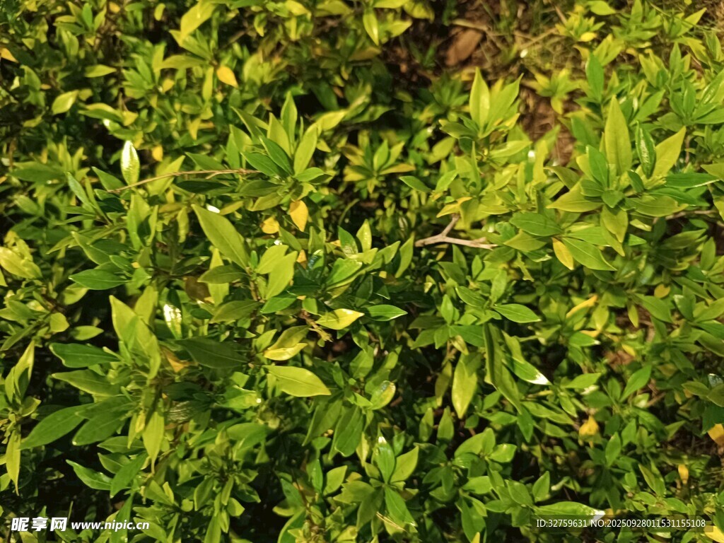 翠綠繁茂的綠植景觀
