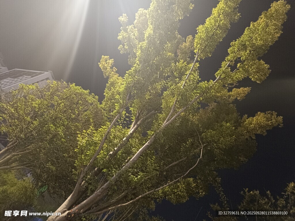 陽光照耀下的翠綠枝葉