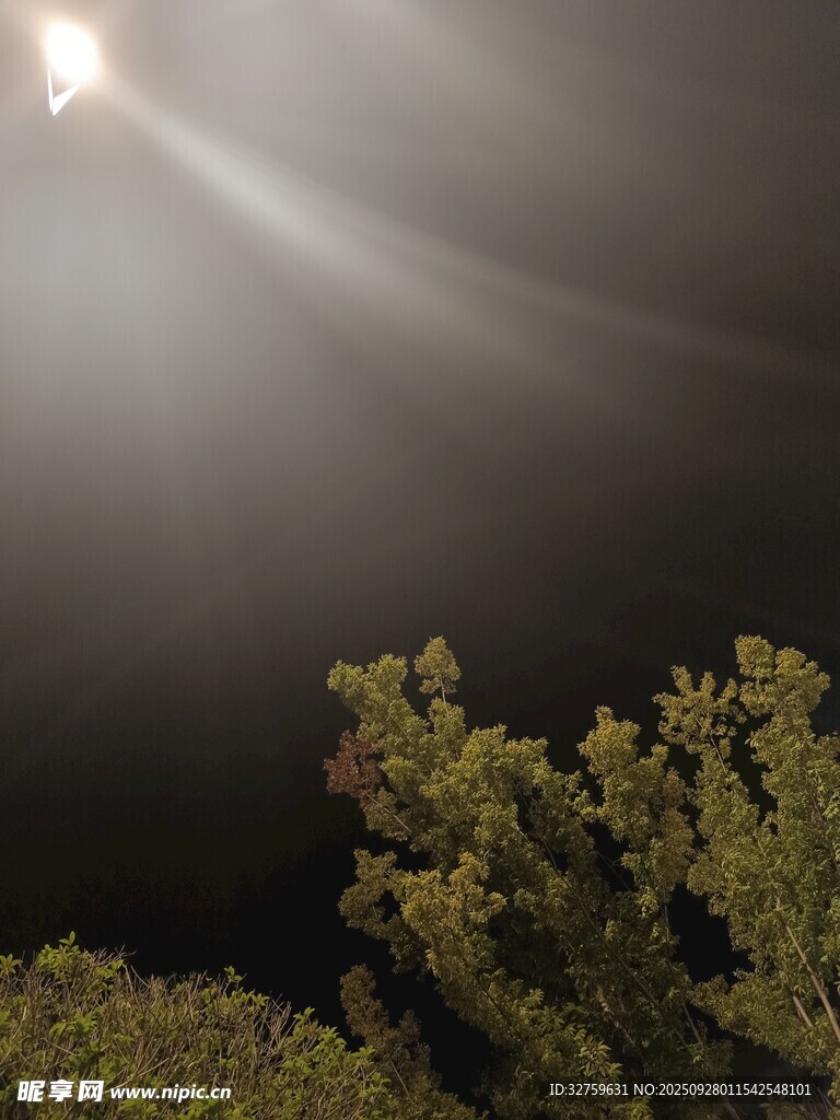 月光下的樹梢