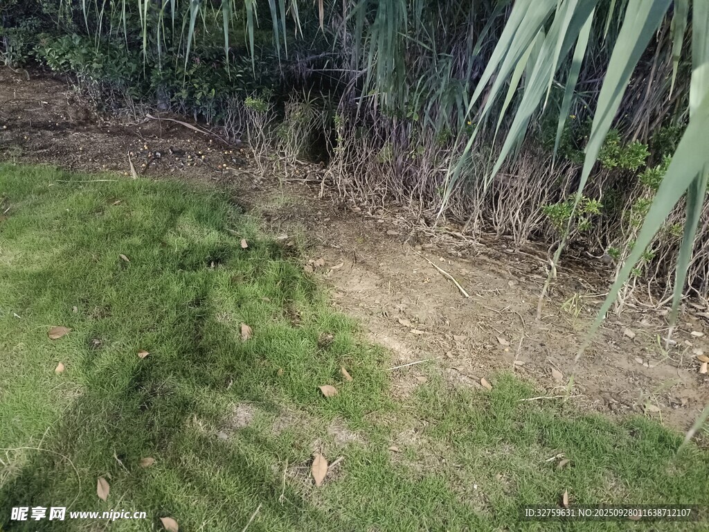 林間草地與植物景觀