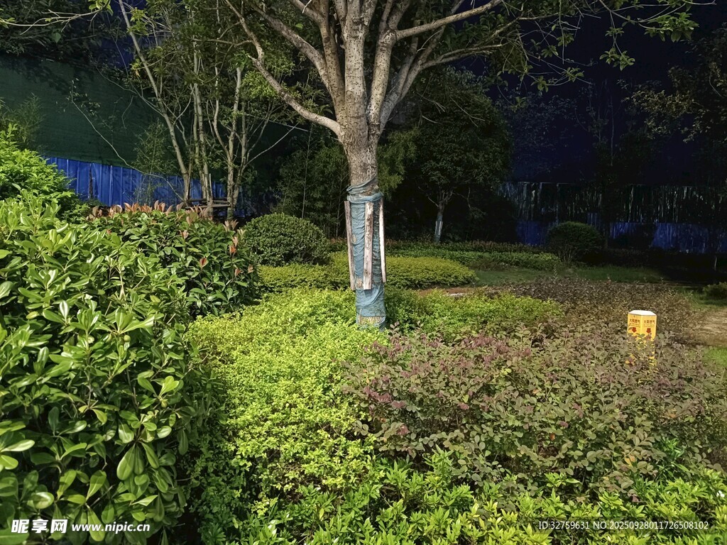 夜晚綠植環(huán)繞的靜謐樹木