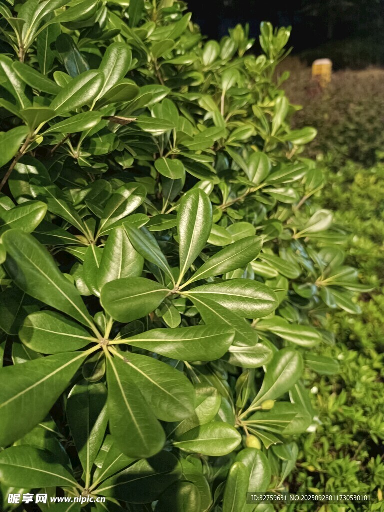 綠葉繁茂的灌木叢
