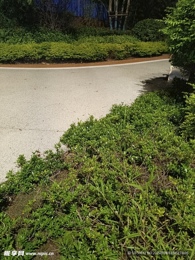 路邊翠綠繁茂的灌木叢
