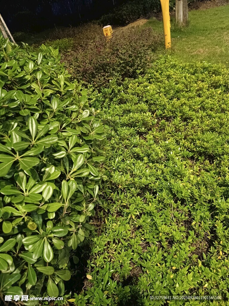 綠意盎然的灌木叢景觀