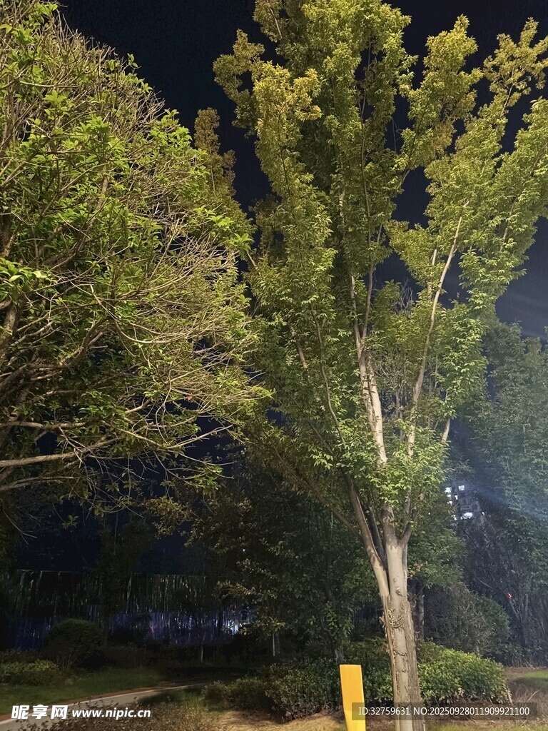 夜晚路旁的蔥郁樹木