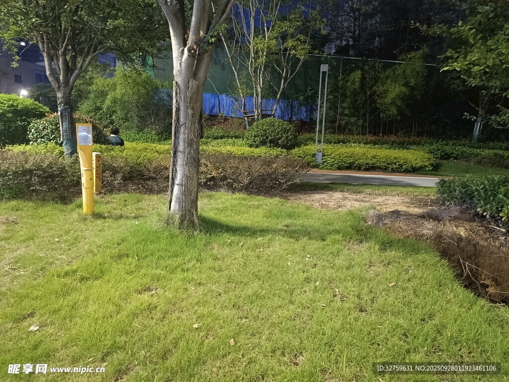 夜晚公園草地與樹木景觀
