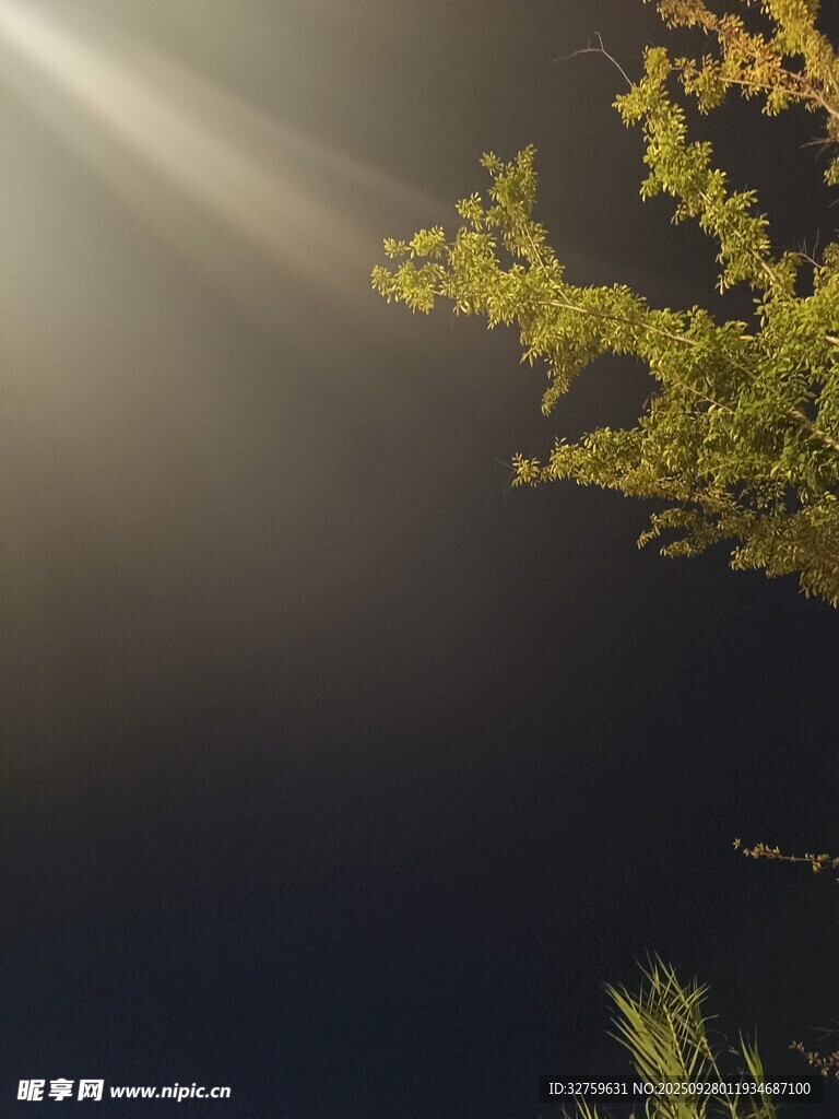 陽光穿透枝葉灑下的美景