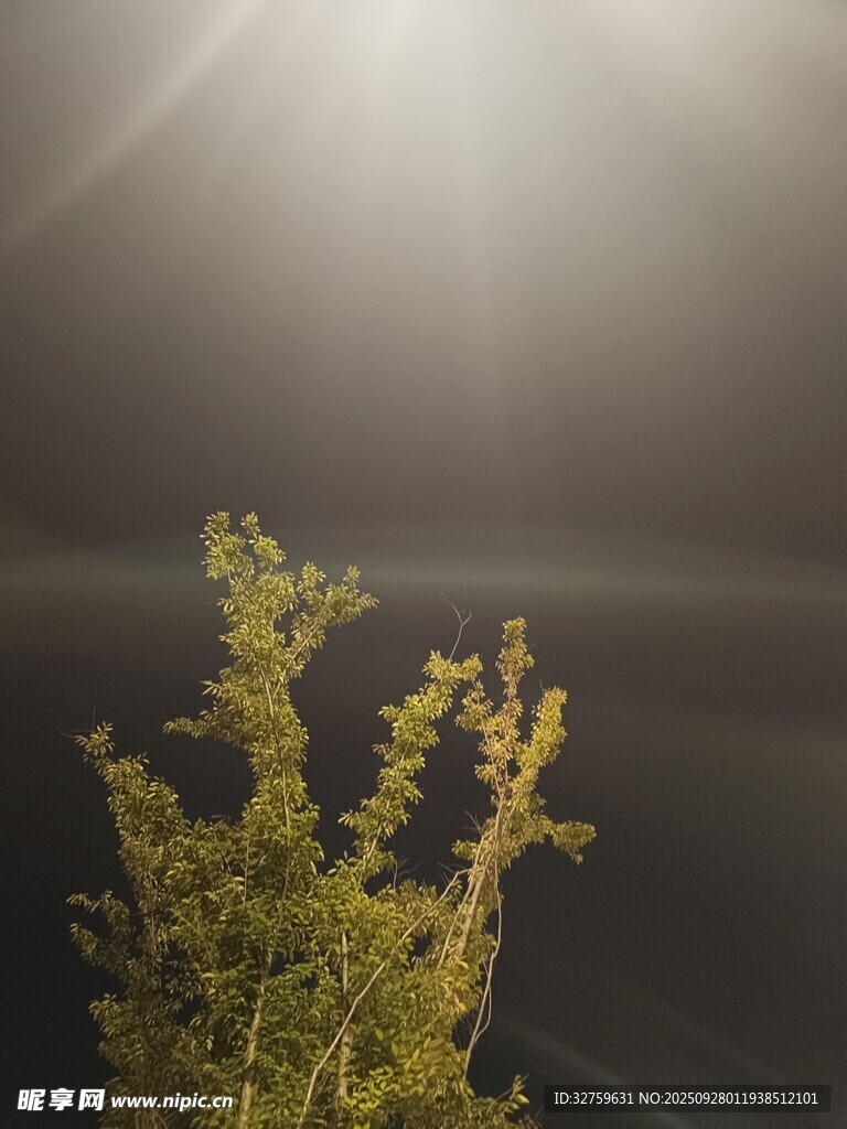 逆光下的綠植生機(jī)盎然