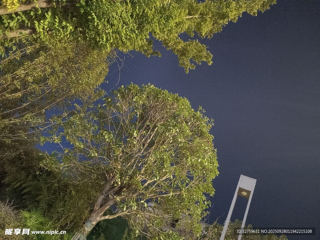 仰望夜空下的繁茂樹木