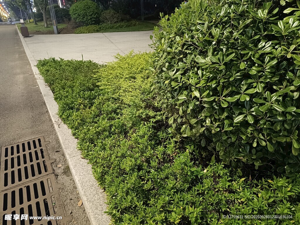 路邊綠植與排水口景觀