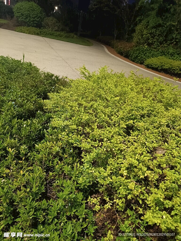 路邊翠綠繁茂的灌木叢