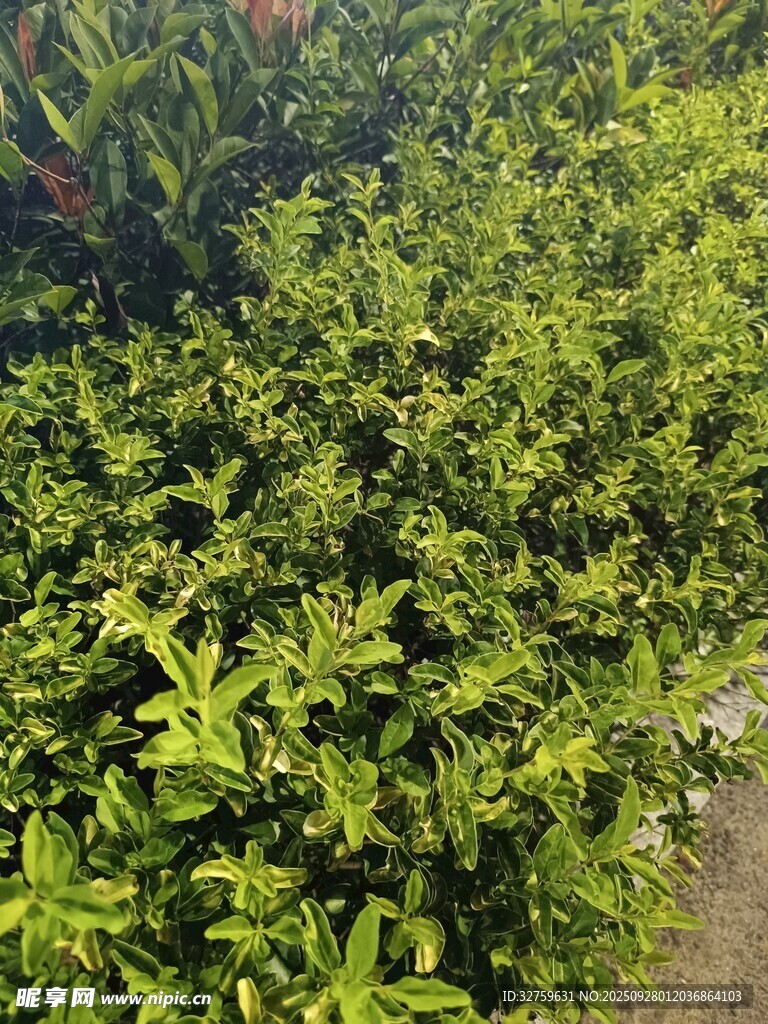翠綠繁茂的灌木叢景觀