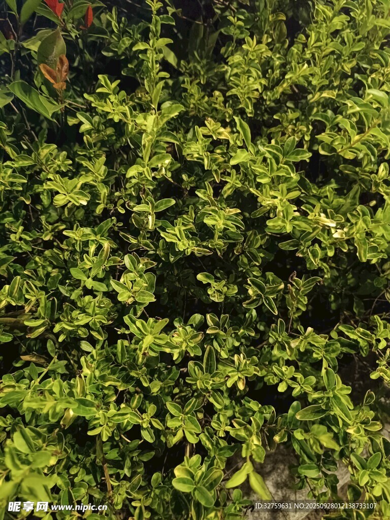 翠綠繁茂的灌木叢