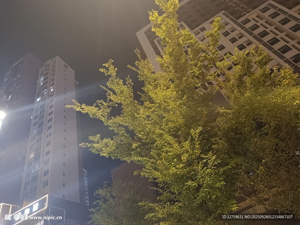 城市夜景中的繁茂綠樹