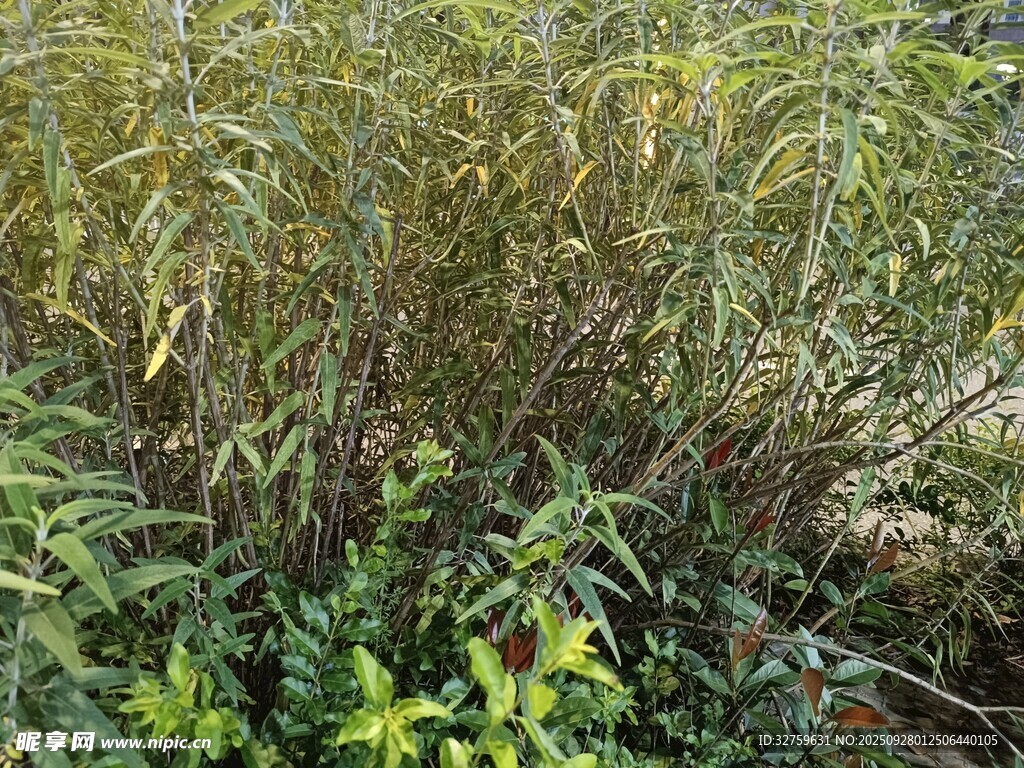 野外繁茂的綠色植物群