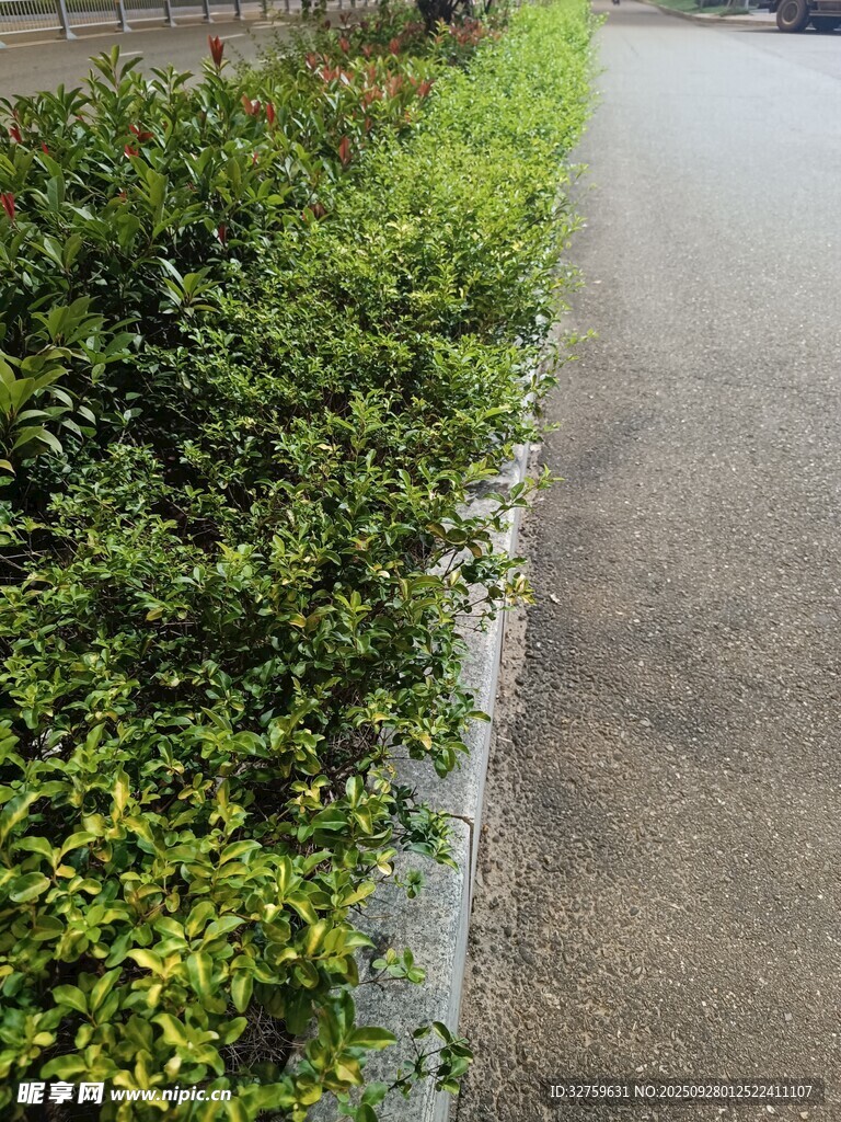 路邊翠綠灌木叢