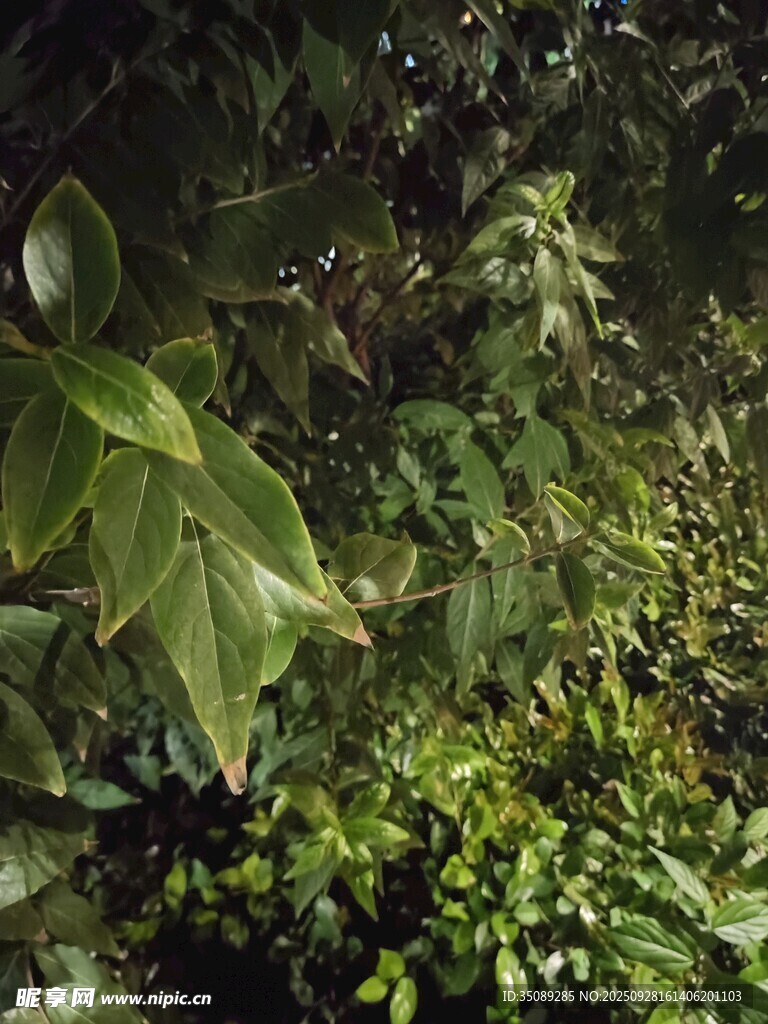 茂密綠植景觀