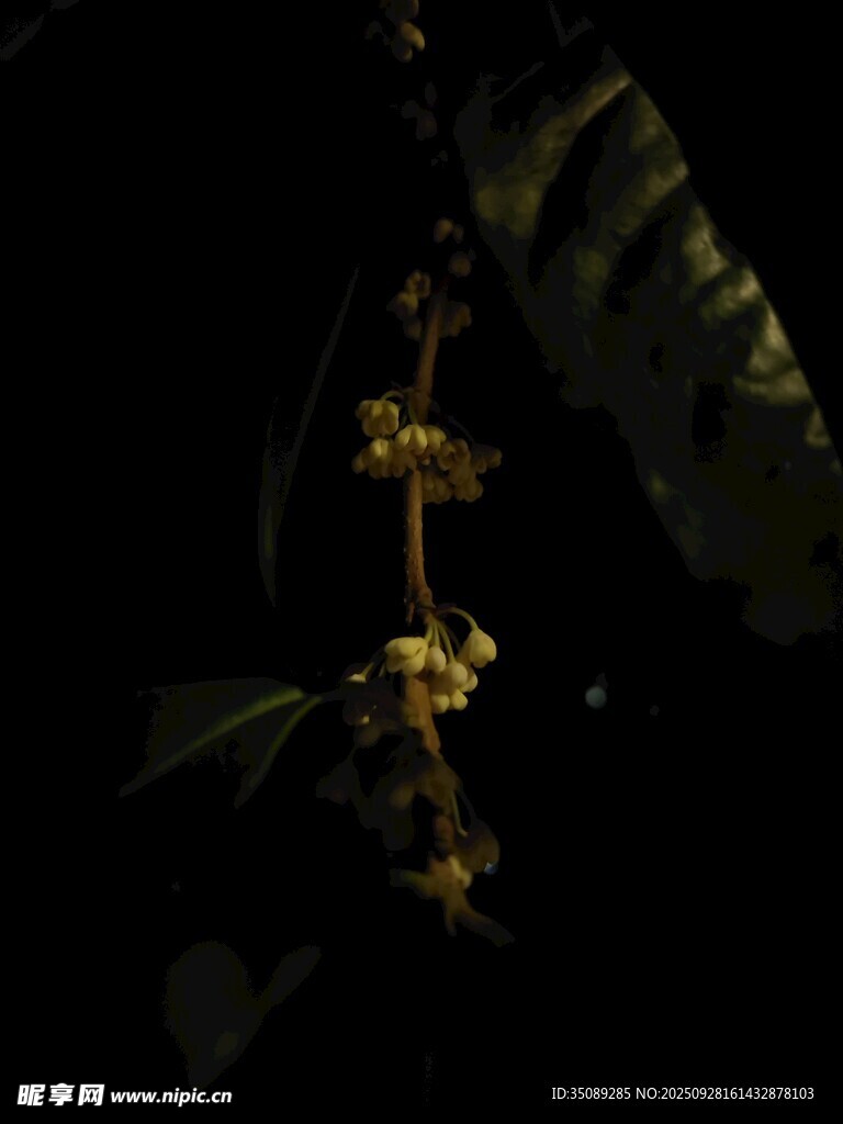 夜間綻放的神秘黃色花朵