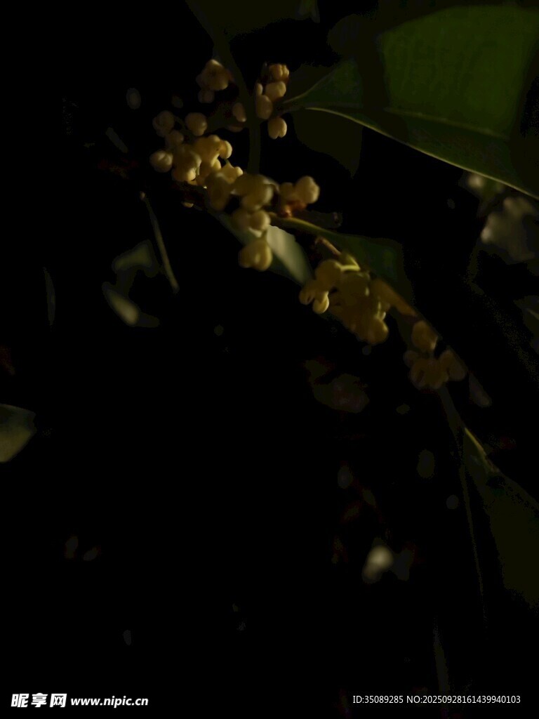 暗背景下的黃色小花