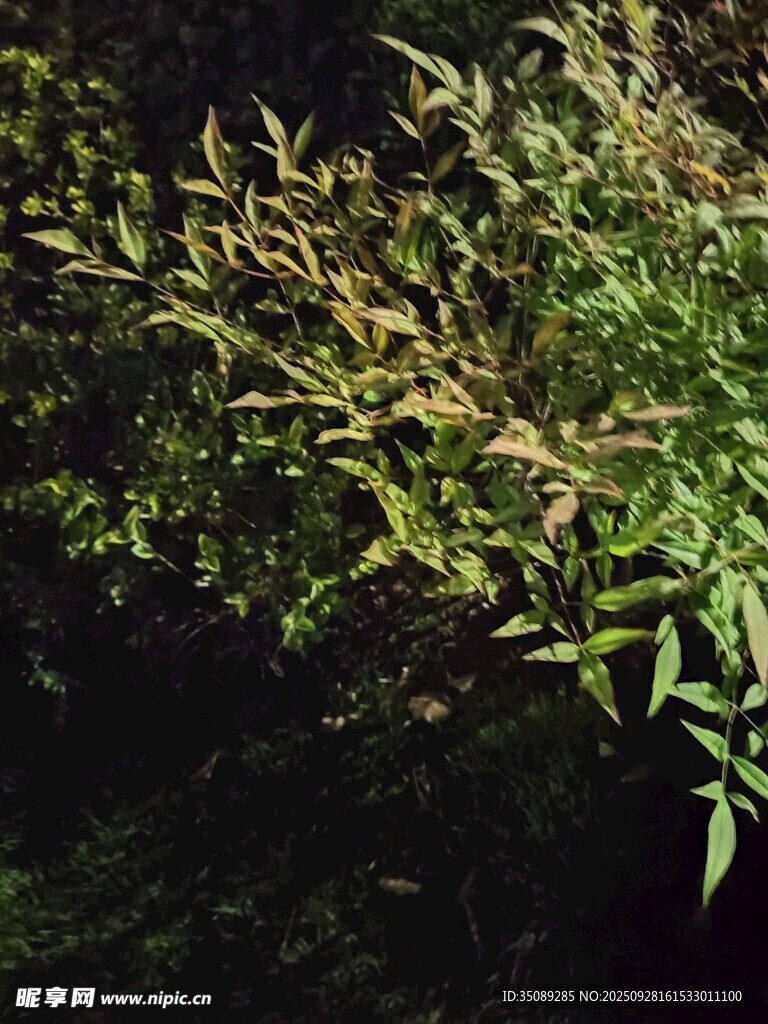 夜間翠綠竹葉特寫(xiě)